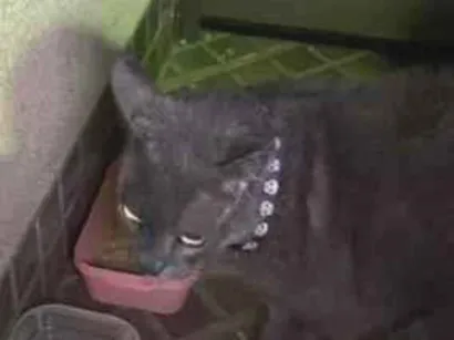 Gato raça Persa idade 1 ano nome gato cinza 