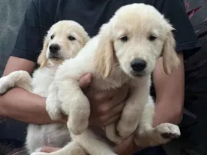 Cachorro raça SRD-ViraLata idade Abaixo de 2 meses nome Rabito