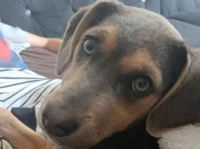Cachorro raça SRD-ViraLata idade 7 a 11 meses nome Amaya