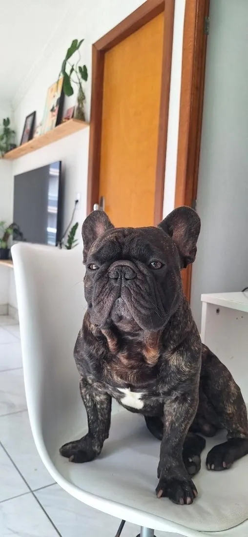 Cachorro raça Dobermann idade 4 anos nome Gilberto