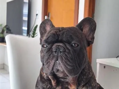 Cachorro raça Dobermann idade 4 anos nome Gilberto