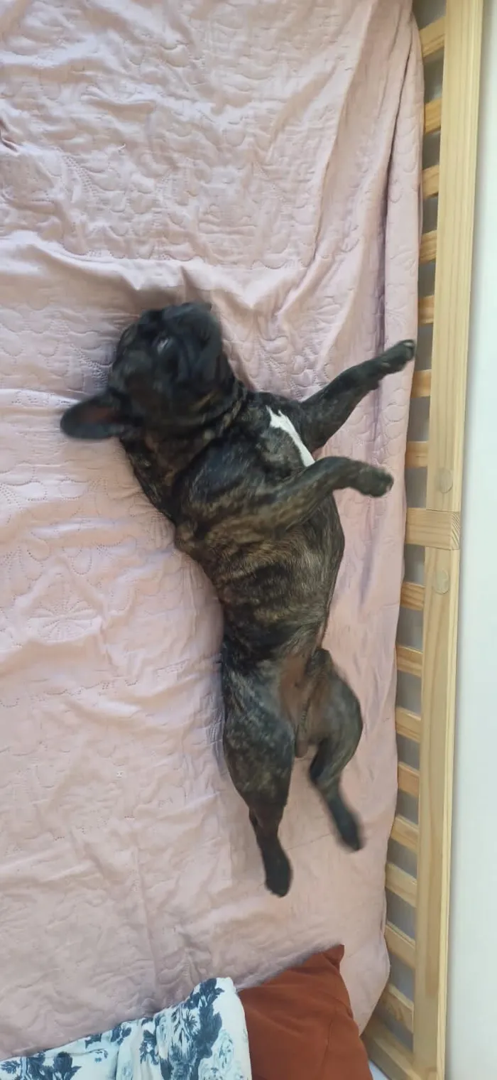 Cachorro raça Dobermann idade 4 anos nome Gilberto