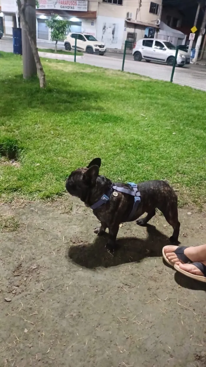 Cachorro raça Dobermann idade 4 anos nome Gilberto