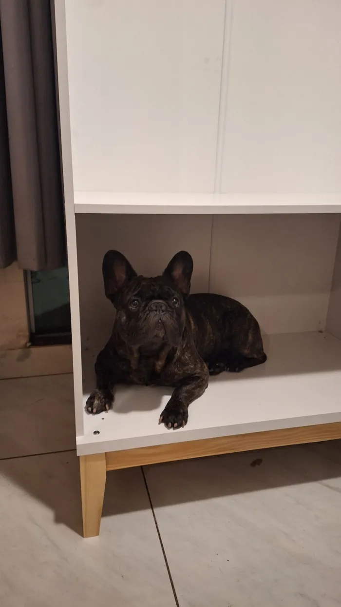 Cachorro raça Dobermann idade 4 anos nome Gilberto