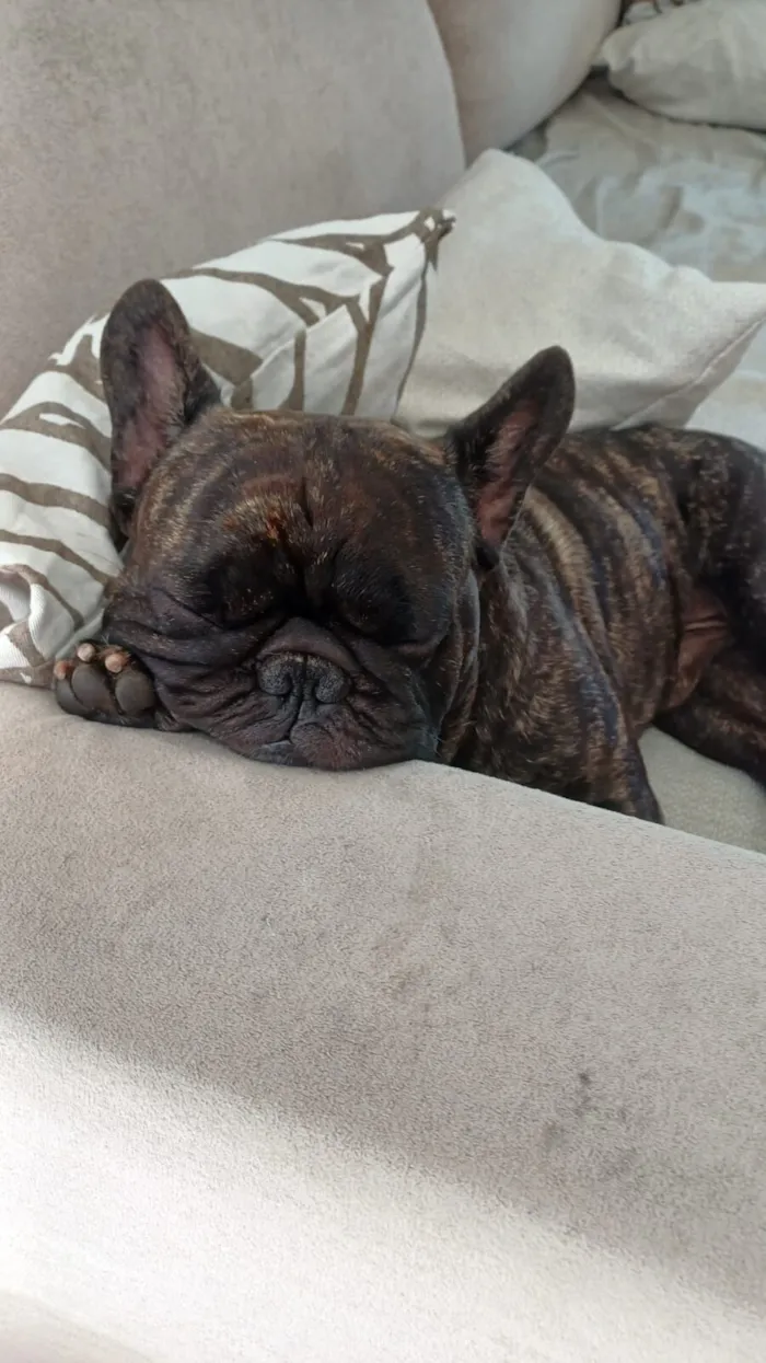 Cachorro raça Dobermann idade 4 anos nome Gilberto