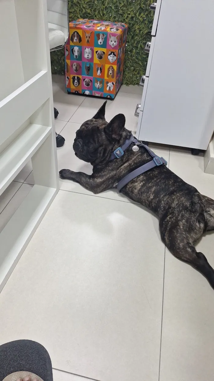 Cachorro raça Dobermann idade 4 anos nome Gilberto