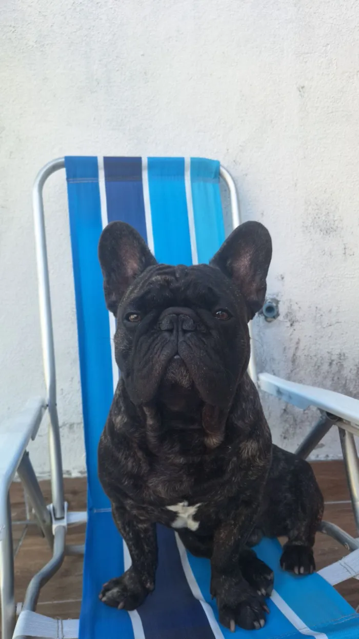 Cachorro raça Dobermann idade 4 anos nome Gilberto