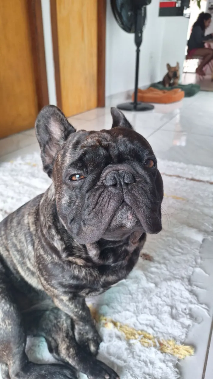 Cachorro raça Dobermann idade 4 anos nome Gilberto