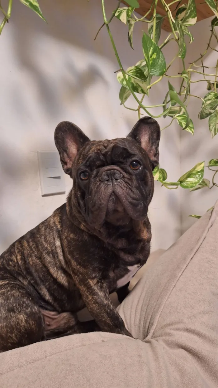 Cachorro raça Dobermann idade 4 anos nome Gilberto