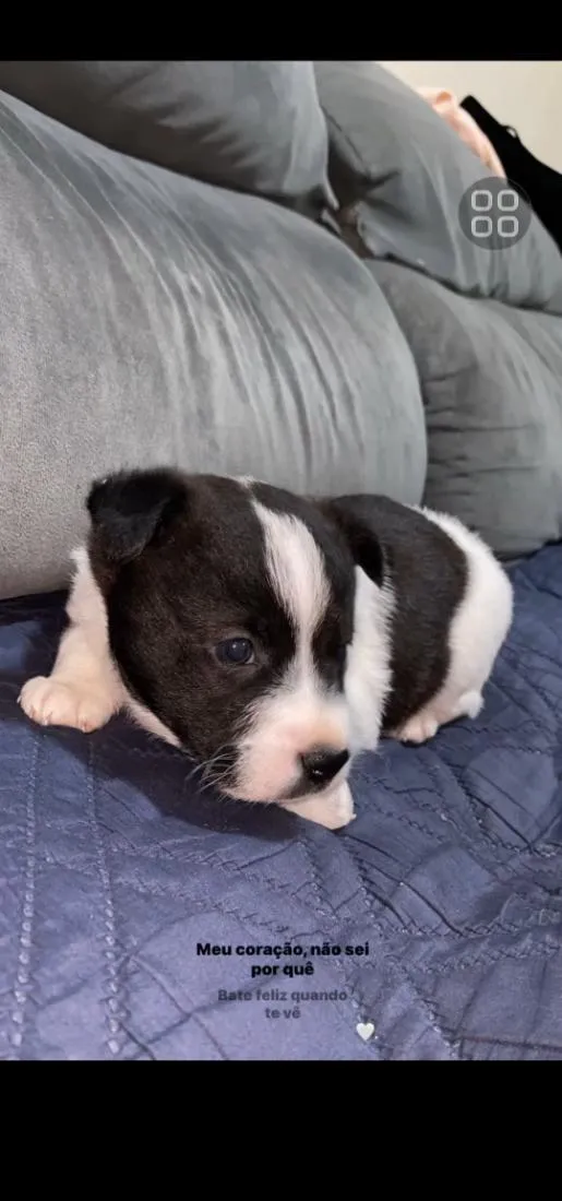 Cachorro raça SRD-ViraLata idade 7 a 11 meses nome luke