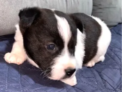 Cachorro raça SRD-ViraLata idade 7 a 11 meses nome luke