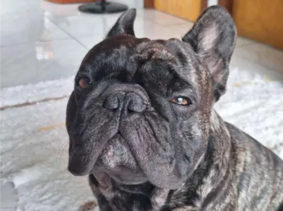 Cachorro raça Dobermann idade 4 anos nome Gilberto