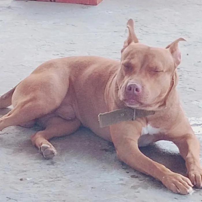 Cachorro raça Pit-Bull idade 3 anos nome Bruce
