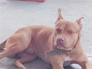 Cachorro raça Pit-Bull idade 3 anos nome Bruce