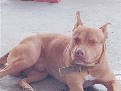Cachorro raça Pit-Bull idade 3 anos nome Bruce