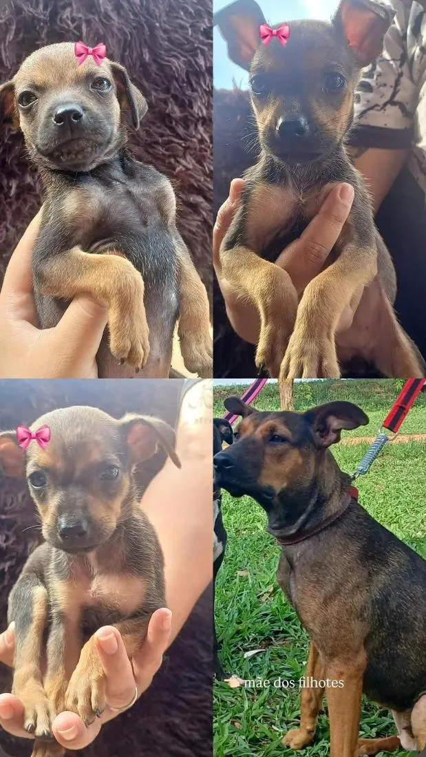 Cachorro raça SRD-ViraLata idade Abaixo de 2 meses nome não tem nome