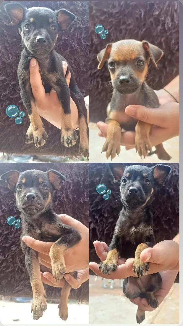 Cachorro raça SRD-ViraLata idade Abaixo de 2 meses nome não tem nome