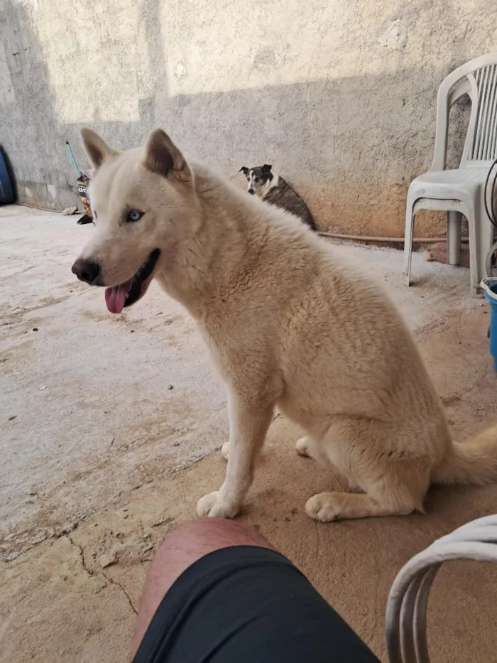 Cachorro raça SRD-ViraLata idade 2 anos nome koda