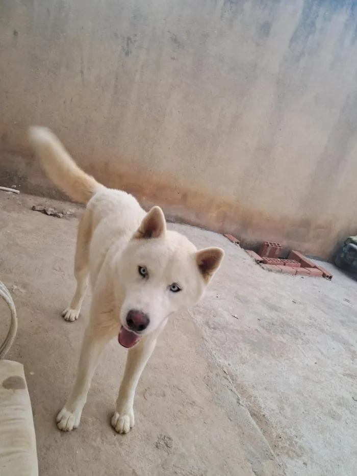 Cachorro raça SRD-ViraLata idade 2 anos nome koda