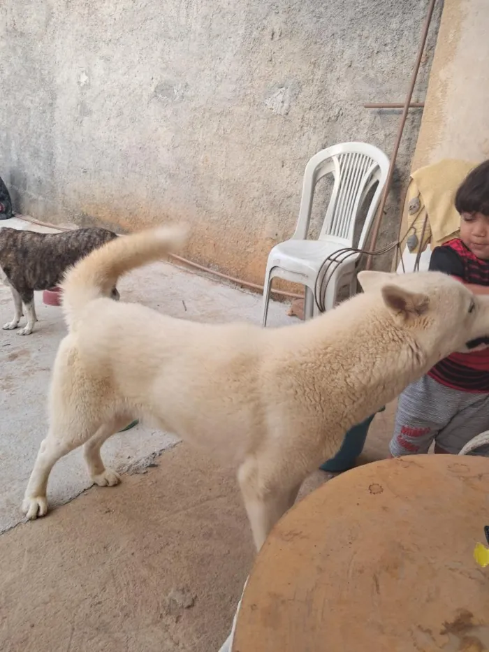 Cachorro raça SRD-ViraLata idade 2 anos nome koda