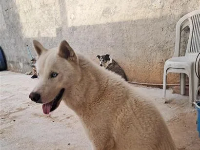 Cachorro raça SRD-ViraLata idade 2 anos nome koda