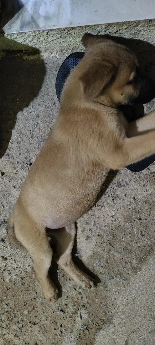 Cachorro raça SRD-ViraLata idade 2 a 6 meses nome norra