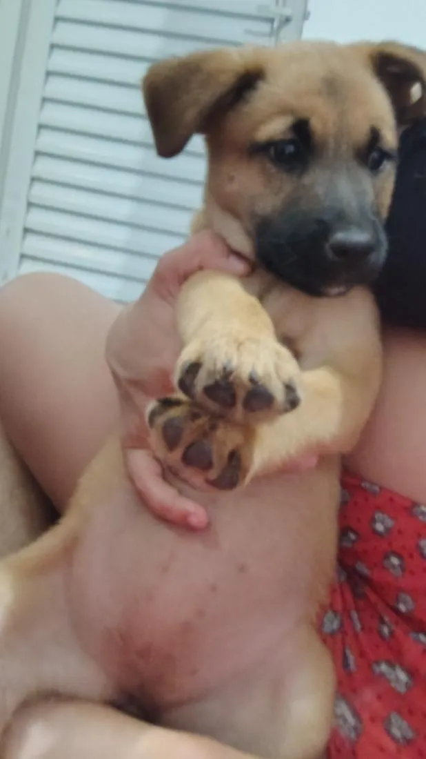 Cachorro raça SRD-ViraLata idade 2 a 6 meses nome norra