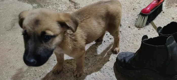 Cachorro raça SRD-ViraLata idade 2 a 6 meses nome norra