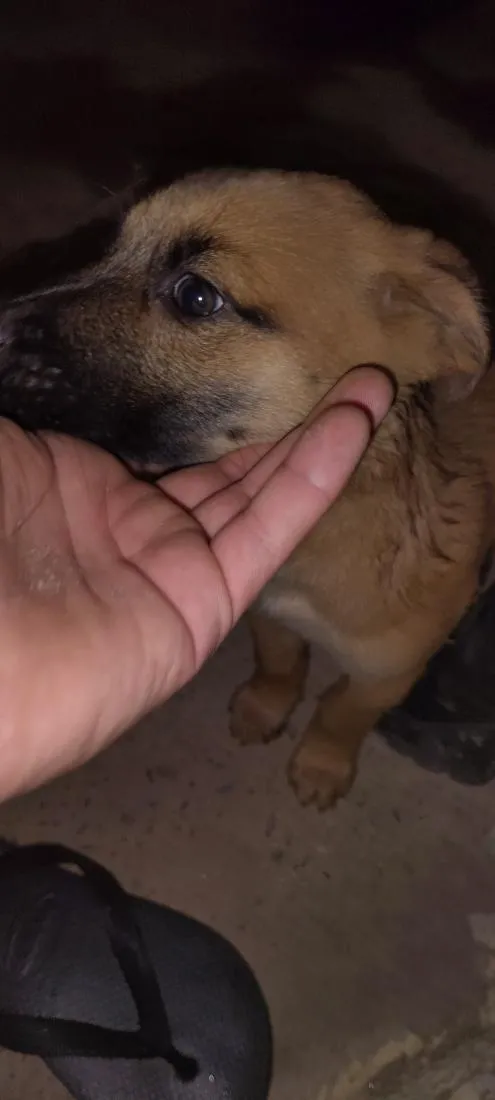 Cachorro raça SRD-ViraLata idade 2 a 6 meses nome norra