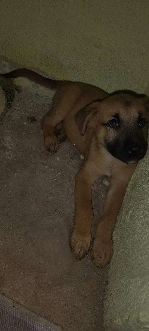 Cachorro raça SRD-ViraLata idade 2 a 6 meses nome norra