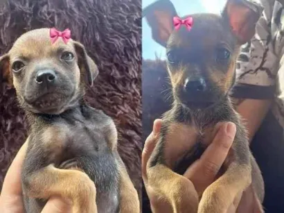 Cachorro raça SRD-ViraLata idade Abaixo de 2 meses nome não tem nome