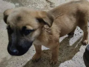 Cachorro raça SRD-ViraLata idade 2 a 6 meses nome norra
