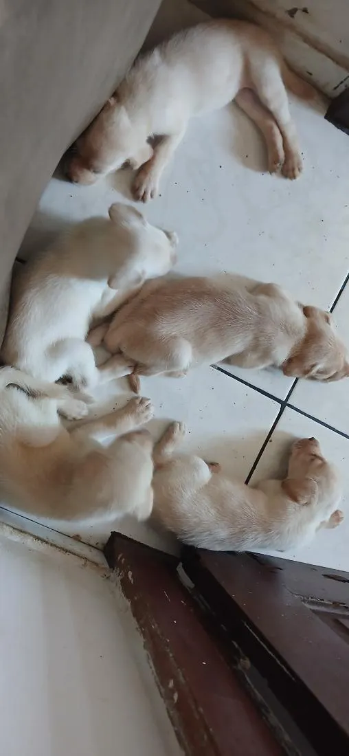 Cachorro raça Labrador idade Abaixo de 2 meses nome filhotes