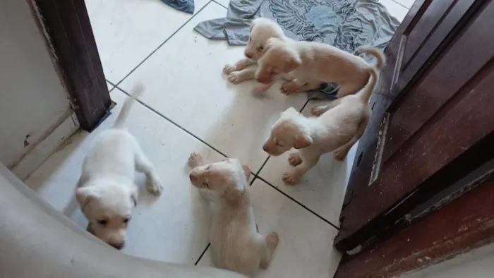Cachorro raça Labrador idade Abaixo de 2 meses nome filhotes