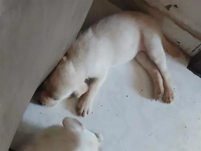 Cachorro raça Labrador idade Abaixo de 2 meses nome filhotes