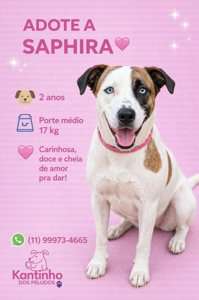 Cachorro raça SRD-ViraLata idade 2 anos nome Saphira