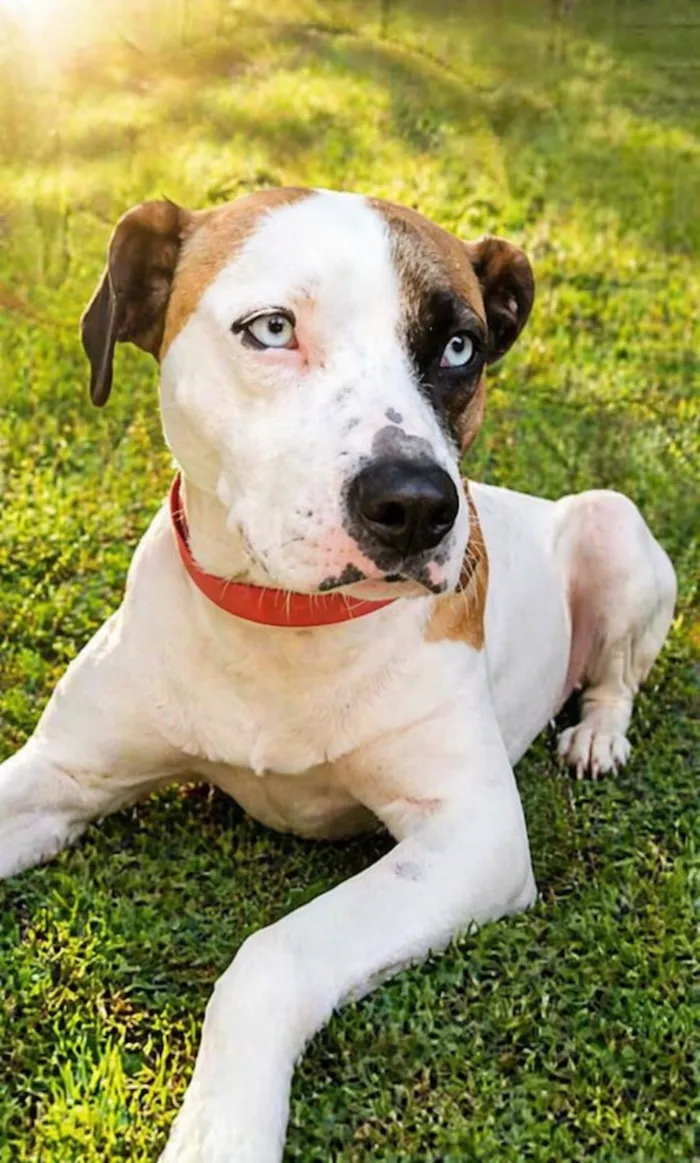 Cachorro raça SRD-ViraLata idade 2 anos nome Saphira