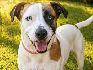 Cachorro raça SRD-ViraLata idade 2 anos nome Saphira