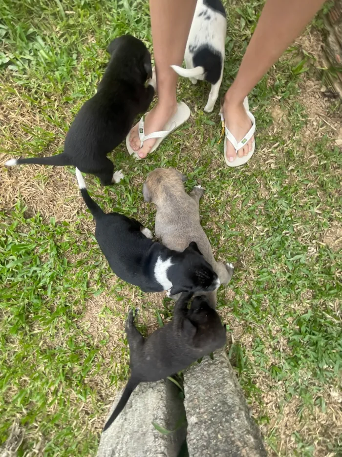 Cachorro raça SRD-ViraLata idade Abaixo de 2 meses nome Melissa,,pipoca,zara,ayla,thor