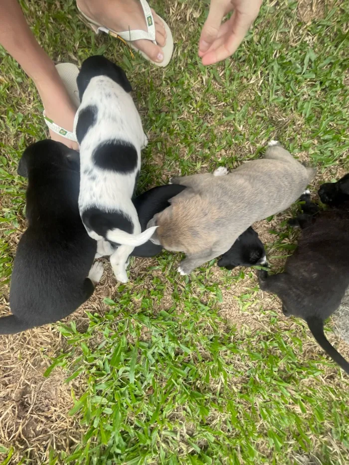 Cachorro raça SRD-ViraLata idade Abaixo de 2 meses nome Melissa,,pipoca,zara,ayla,thor