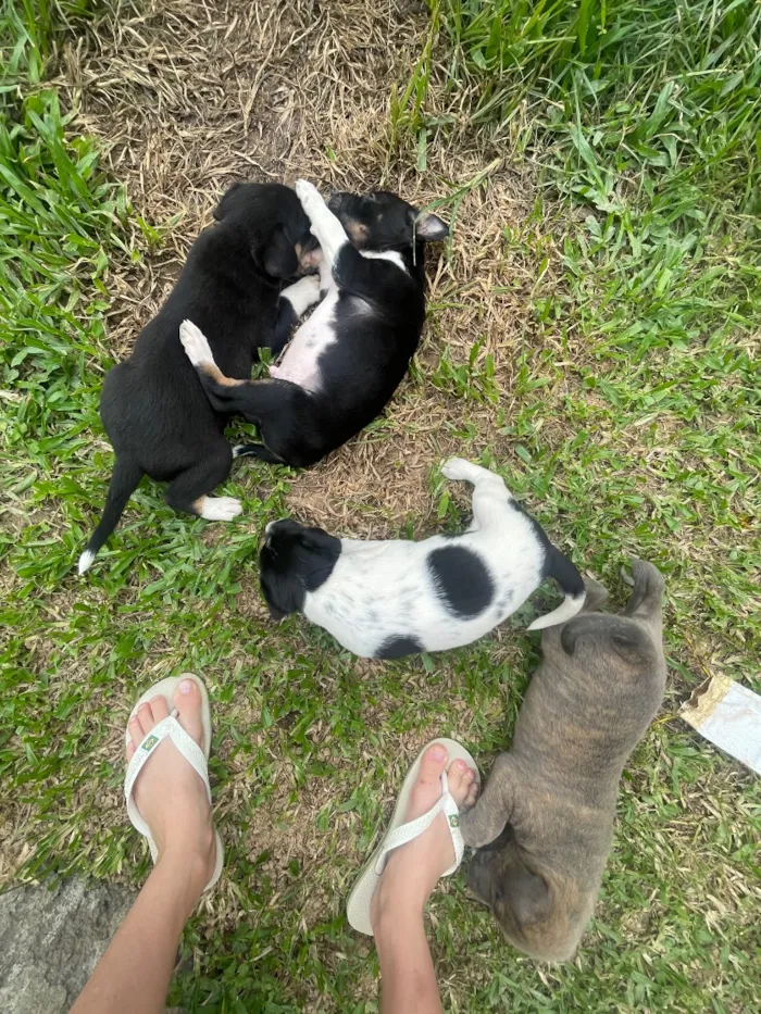 Cachorro raça SRD-ViraLata idade Abaixo de 2 meses nome Melissa,,pipoca,zara,ayla,thor
