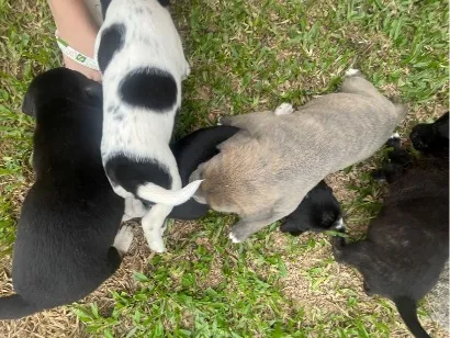 Cachorro raça SRD-ViraLata idade Abaixo de 2 meses nome Melissa,,pipoca,zara,ayla,thor