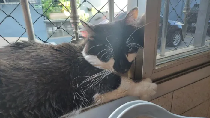 Gato raça SRD-ViraLata idade 4 anos nome Yone