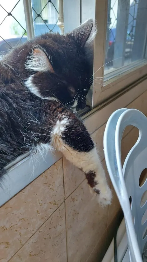 Gato raça SRD-ViraLata idade 4 anos nome Yone
