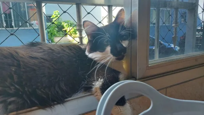 Gato raça SRD-ViraLata idade 4 anos nome Yone