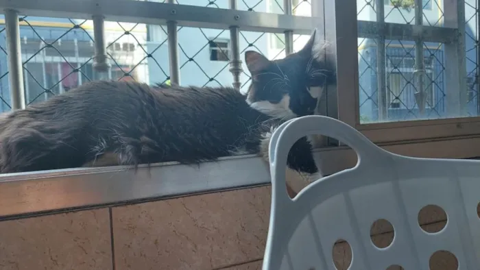 Gato raça SRD-ViraLata idade 4 anos nome Yone