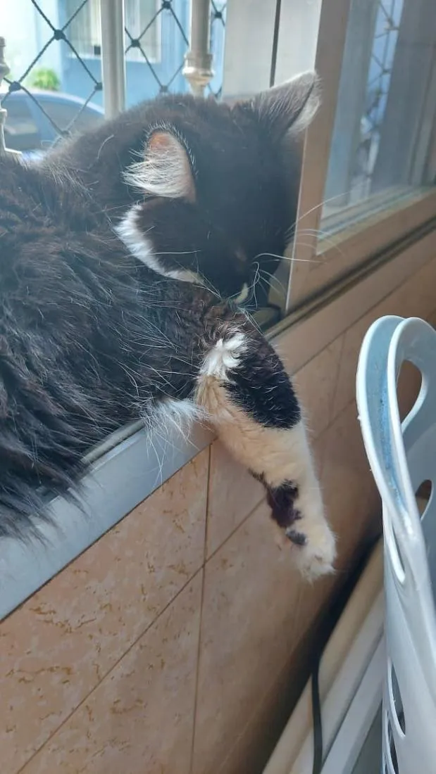 Gato raça SRD-ViraLata idade 4 anos nome Yone