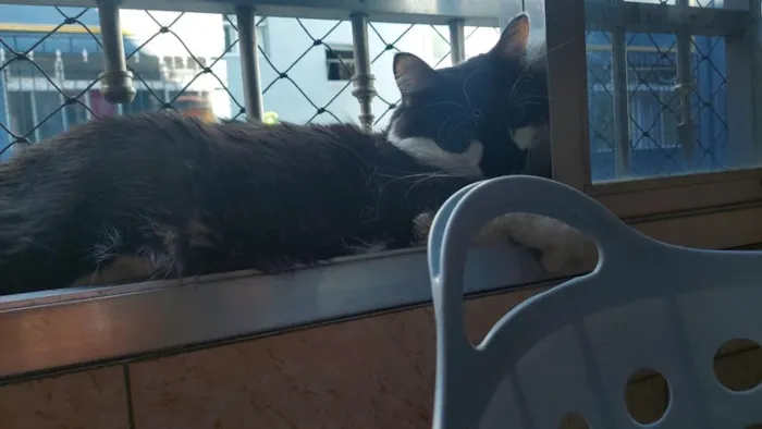 Gato raça SRD-ViraLata idade 4 anos nome Yone