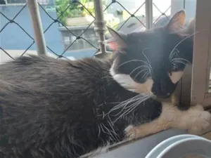 Gato raça SRD-ViraLata idade 4 anos nome Yone