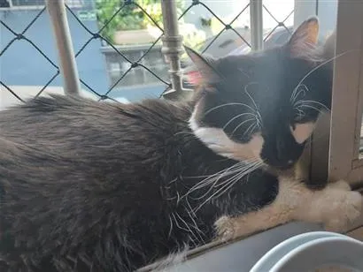 Gato raça SRD-ViraLata idade 4 anos nome Yone